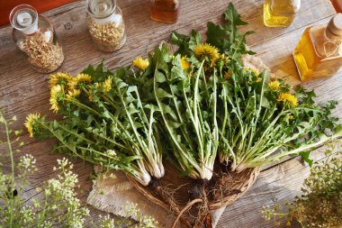 Tüm karahindiba bitkileri ahşap bir masa üzerinde, üst manzara