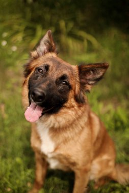 Kıllı köpek kameraya bakar, dudaklarını yalar ve başını çevirir.