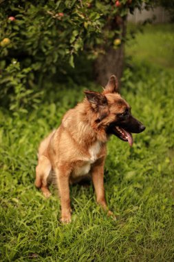 Bir elma bahçesinde dili sarkık bir köpeğin portresi