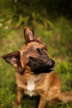 Kıllı köpek kameraya bakar, dudaklarını yalar ve başını çevirir.