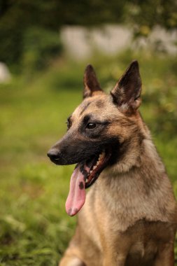 Bir elma bahçesinde dili sarkık bir köpeğin portresi