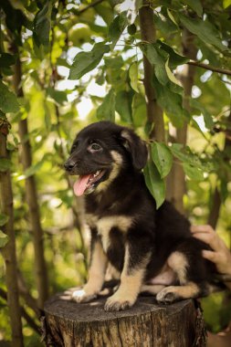 Küçük bir köpek yavrusu elma ağacının altında bir kütüğe oturur.