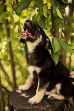 Küçük bir köpek yavrusu elma ağacının altında bir kütüğe oturur.