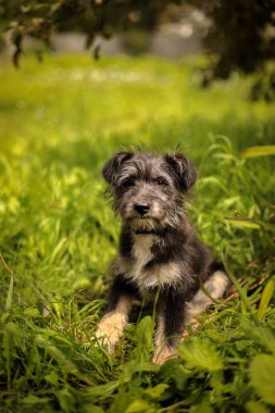 Kıllı köpek elma bahçesinde çimenlerde oturuyor.