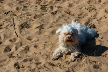 Malta bichon köpeği kumsalda dinleniyor.