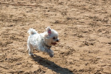 Malta bichon köpeği kumsalda koşuyor.