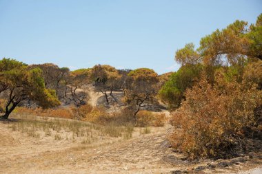 Türkiye 'nin Antalya kenti yakınlarındaki kavrulmuş bir orman, yanmış ağaçlar ve kuru araziler, bir orman yangınının yıkıcı sonuçlarını ve bunun çevresel etkilerini betimliyor..