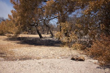 Türkiye 'nin Antalya kenti yakınlarındaki yangından tahrip olmuş bir ormanda, yanmış ağaçlar ve kuru bitki örtüsüyle çevrili iki kaplumbağa kavrulmuş arazide yürüyor.. 