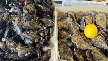 Deniz ürünleri pazarında sade ahşap sandıklarda sergilenen taze midye ve istiridye ve limon garnitürü ilave tazeliği için.. 