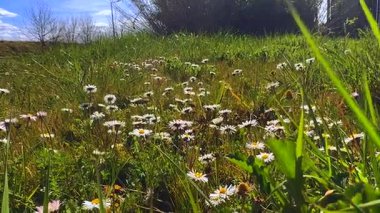 Parlak güneş ışığı altında, yemyeşil otlarla çevrili, canlı bir bahar manzarası yaratan vahşi papatya tarlası.. 