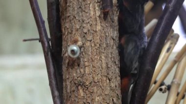 Beyaz yüz işaretleri olan siyah bir Tamarin maymunu, ağaç gövdesini ağzı açık, ahşap yapılar içeren bir hayvanat bahçesinde tutuyor..