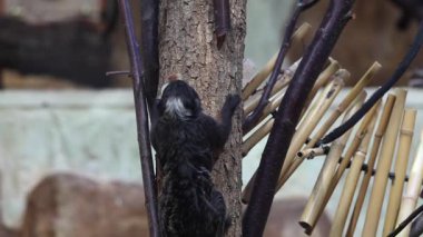 Beyaz yüz işaretleri ve turuncu göğüs kürkü olan küçük tamarin maymunu hayvanat bahçesi etrafındaki ağaç dalına tünemiş.. 