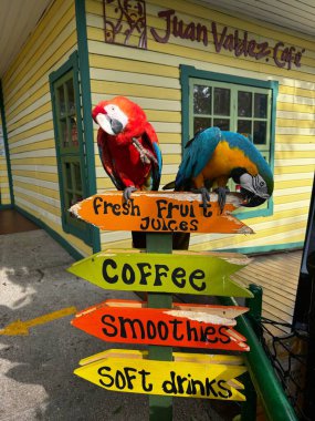 Hollanda, Aruba 11.22.2023 Juan Valdez Kafe 'nin dışındaki parlak ahşap bir tabelada iki renkli papağan oturuyor, taze meyve suları, kahve, smoothie ve alkolsüz içeceklerin reklamını yapıyorlar..