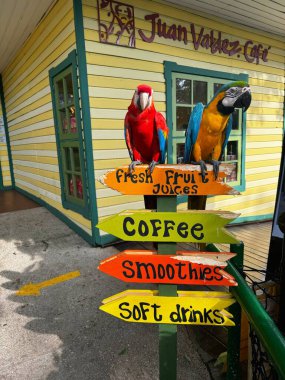 Hollanda, Aruba 11.22.2023 Juan Valdez Kafe 'nin dışındaki renkli ahşap bir tabelaya tünemiş iki canlı papağan meyve suyu, kahve, meyve suyu ve meşrubat reklamını yapıyor.. 