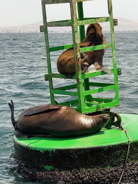 İki deniz aslanı, okyanustaki parlak yeşil seyrüsefer şamandırasında dinleniyor. Güneşin ve kıyıya yakın sakin bir sahil ortamının tadını çıkarıyorlar.. 