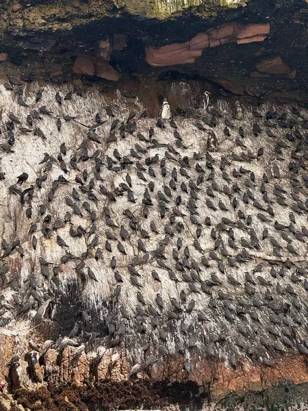 Yoğun bir deniz kuşu sürüsü yuva yapmak için kayalık bir uçuruma tutunur. Birkaç penguen ve diğer deniz kuşları da grup arasında dağılır.