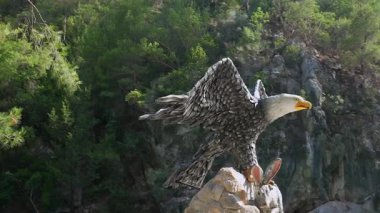 Kanatları açık kel bir kartalın büyük heykeli, bir tavşanı yakalarken bir kayanın üzerinde duruyor, ormandaki bir dağa karşı..