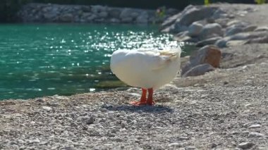Şirin beyaz ördek, güneşli bir doğal ortamda, turkuaz bir gölün yanında, kayalık bir sahilde duruyor ve kendini hazırlıyor..