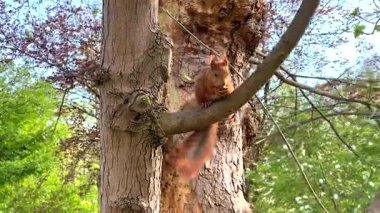 Kırmızı bir sincabın bir dala oturmuş bahar ormanında yiyecek kemirirken yakın çekimi. Yeşil yapraklar ve ağaç gövdeleri doğal bir zemin oluşturur..