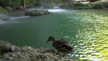 Vahşi bir ördek, yumuşak bir şelalenin yanındaki orman havuzunun kenarındaki yosunlu bir kayanın üzerinde duruyor. Güneş ışığı dalgaları Türkiye 'de barışçıl bir manzara yaratıyor..