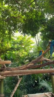 Parlak renkli papağanlar yemyeşil yaprakları ve doğal ışıklarıyla verimli tropikal bir ormanda dalların üzerinde oturuyorlar. 
