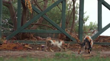 Küçük kedi yavrularının bahçede yeşil çitlerin yanında etkileşim halindeki yavaş çekim videosu 