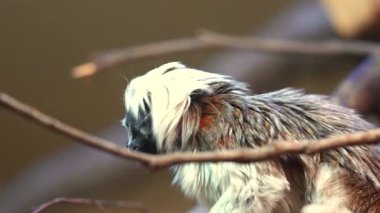 Cotton top tamarin monkey with open mouth on tree branch in rainforest