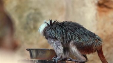Cotton top tamarin monkey sitting near rock in tropical forest habitat
