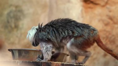 Cotton top tamarin looking alert while standing on stone in rainforest habitat