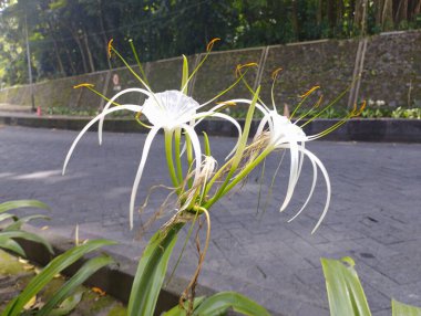 Hymenocallis littoralis flower as know beach spider lily amaryllis has white color  clipart