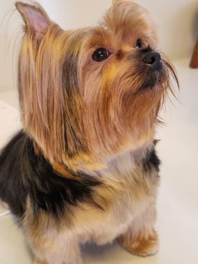 Evcil hayvanım Yorkshire Teriyeri oturuyor ve köpek maması bekliyor.