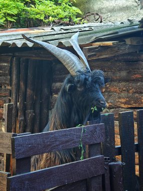 A goat with long, twisted horns stands in a wooden pen, partially hidden by a wooden fence. It has thick black fur and a long beard, chewing on some greenery. clipart