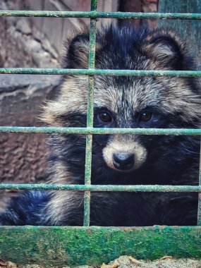 Gri-kahverengi tonları olan kalın tüylü bir rakun köpeği doğrudan metal kafesinden kameraya bakıyor. Bulanık arka plan anlamlı bakışlarını vurguluyor..