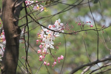  Cassia bakeriana The beautiful Wishing tree.