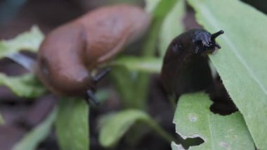 Makro arka bahçede yeşil bir yaprağı yavaşça kemiren iki sümüklüböceği yakalıyor. Baş belaları, ekosistem dengesi ya da bahçıvanlık gibi konuları resmetmek için mükemmel..