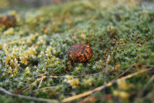 Parlak yeşil çayır yosunlarının üzerinde duran taze tavşan dışkılarının makro fotoğrafı. Vahşi yaşamın doğal varlığını nemli ve detaylı dokularıyla çimenli bir ortamda yakalar..