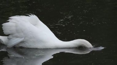 Dilsiz bir kuğu (Cygnus olor) sakin nehir sularında süzülür, sonra yiyecek aramak için başını yüzeyin altına daldırır. Doğa belgeselleri, vahşi yaşam görüntüleri, çevre temaları veya su görüntülemesi gerektiren her proje için idealdir.. 