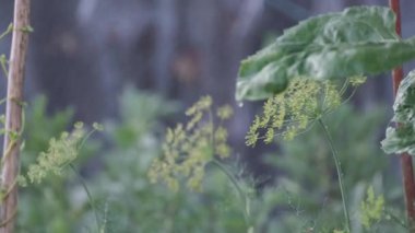 Bereketli yeşil bir bahçede sulanırken meltemde usulca hareket eden taze dereotlarının yakın çekimi