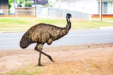 The emu happily walked through the middle of town. Only in Australia. clipart