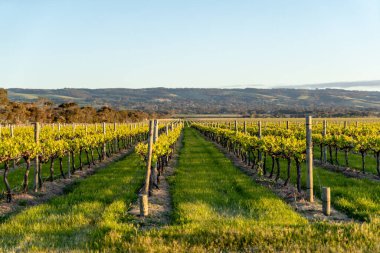 Güneş batarken sarmaşıkları yakaladım..