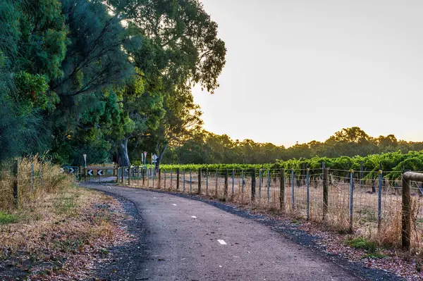 Shiraz Bisiklet Patikası McLaren Vale 'den McLaren Düzlüğü' ne uzanan üzüm bağlarından geçiyor..