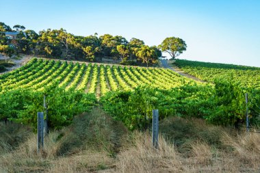 McLaren Vale 'deki Shiraz bisiklet yolu vieyards ve pitoresk manzaranın önünden geçiyor..