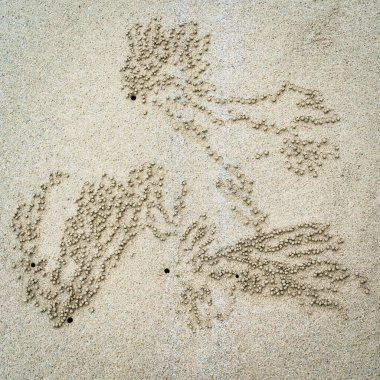 Bu küçük kum topları sadece birkaç milimetre genişliğinde. Dalgalar alçalınca sahili kaplıyorlar. Bu toplar, kum baloncuğu yengecinin beslenme aktivitelerinin bir sonucudur. Delikler onların yuvaları..