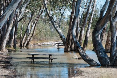 2016 'da Murray Nehri' nde sel.