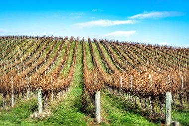 A vineyard in the late autumn or early winter.  clipart