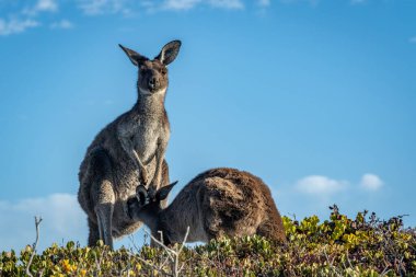 Anne bir kanguru Joey 'ine bakıyor. Joey, neredeyse annesi kadar büyüktü. Görüntü vahşi doğadaki anne-çocuk bağının güzel bir örneğini gösteriyor..