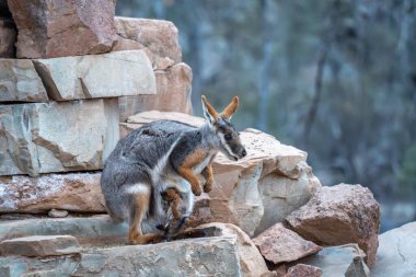 Güney Avustralya 'daki Arkaroola' da Sarı Ayaklı Kaya Vallabileri. Valabiler her gece beslenmeleri için su ve pelet temin ettikleri tapınağa gelirler..