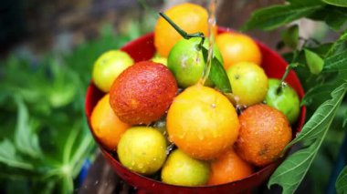 HD ile yakın çekim meyve videosu