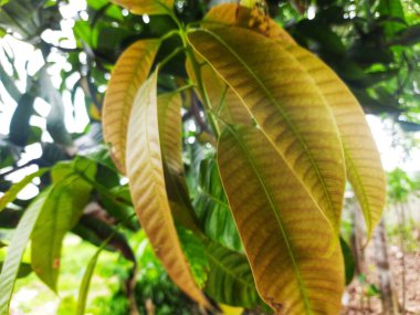 yeşil yapraklar, bitkiler ve yapraklar