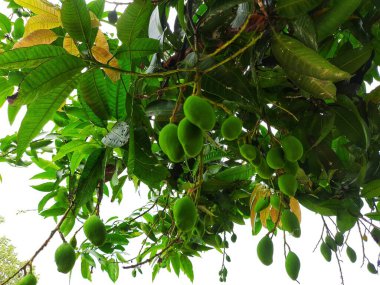 bir ağacın yeşil yaprakları